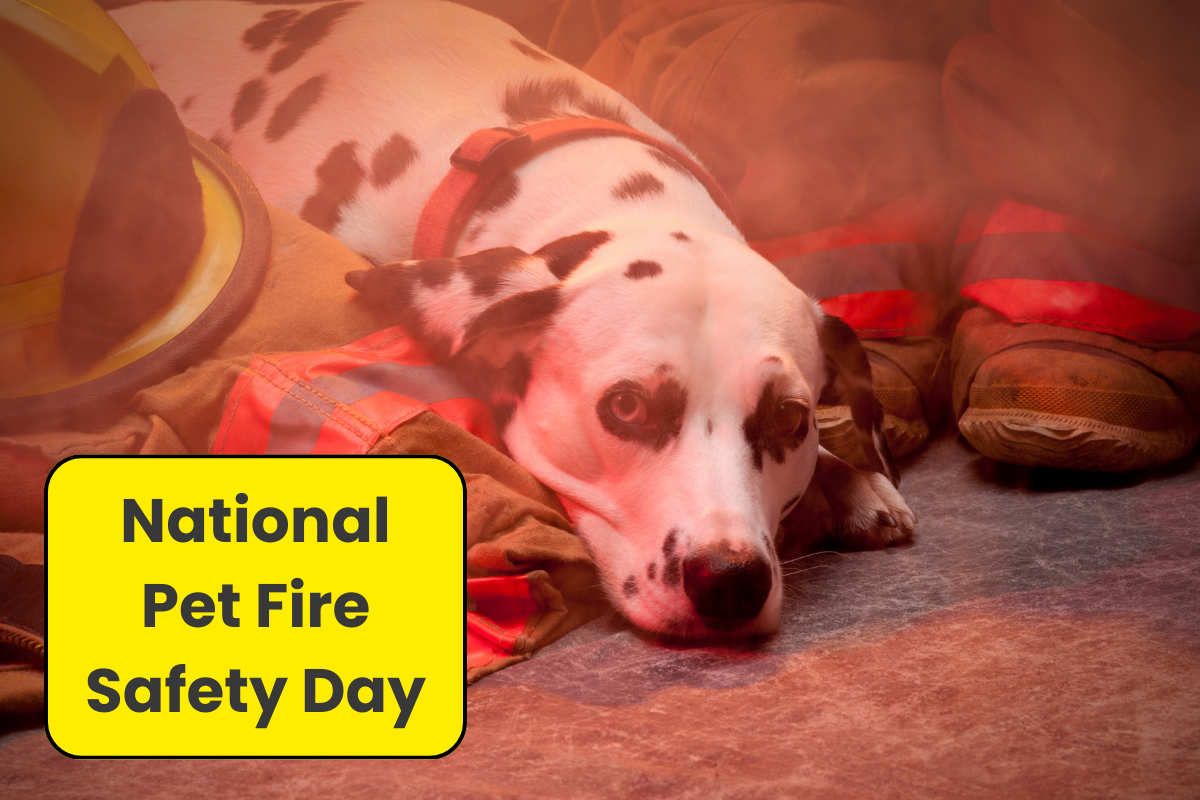 🔥 When Seconds Matter: Fire Safety Tips for Pet Owners
