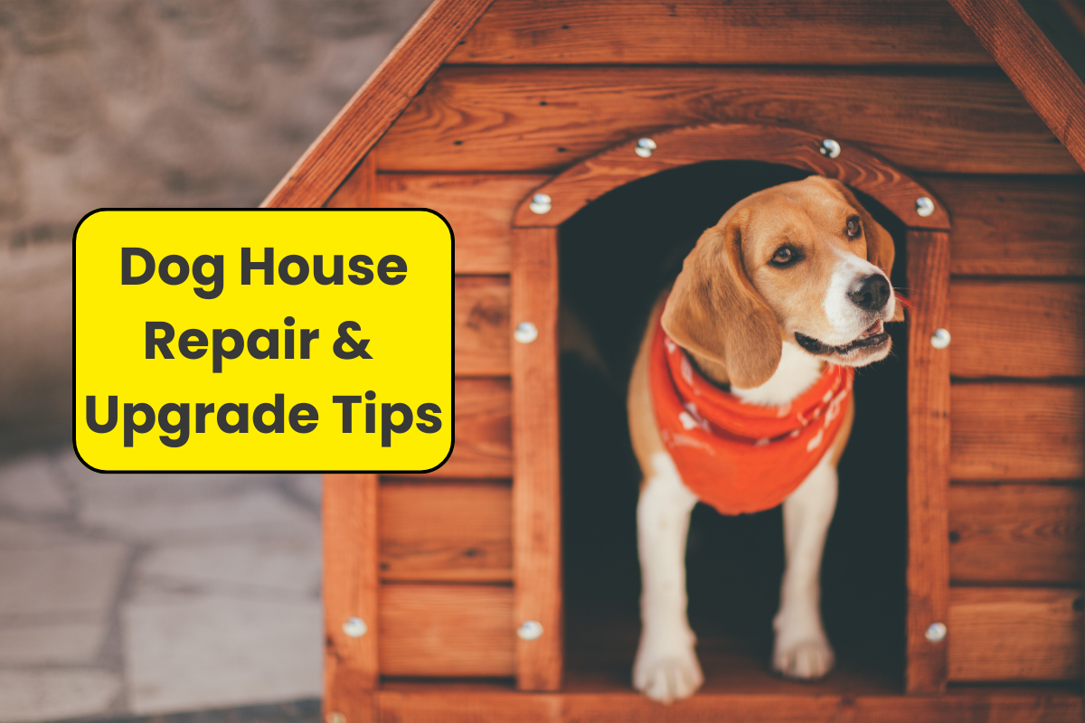 🏠 Raise the Woof: It’s Dog House Repair Month!