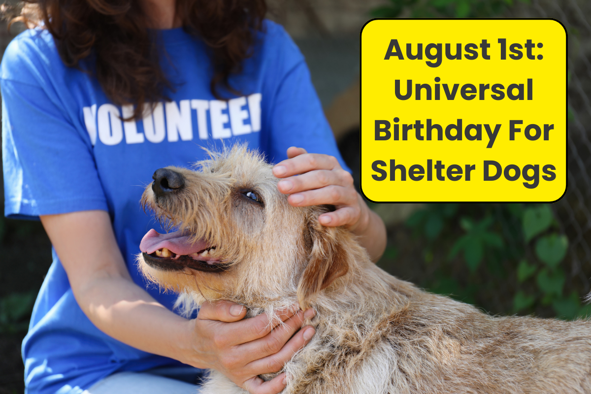 🎂 DOGust 1st: Every Shelter Dog Deserves a Birthday