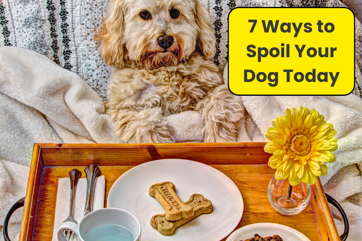 💎 Treat Yo’ Pup: National Spoil Your Dog Day is Here!