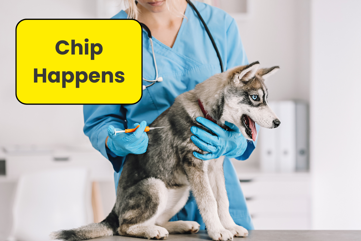 🧬 Chip Happens: Why August 15 Is a Must-Check Date for Pet Parents