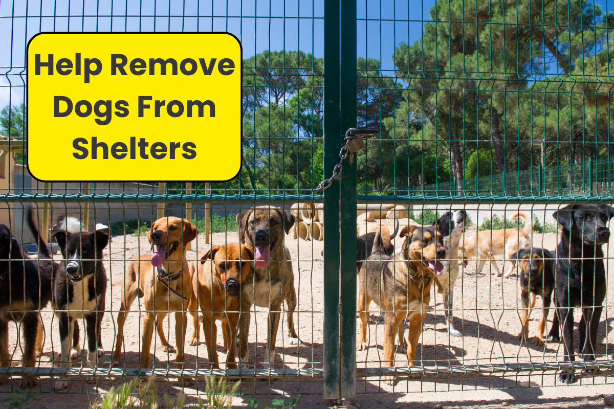 🏠 Open Hearts, Open Homes: Join the Clear the Shelters Movement