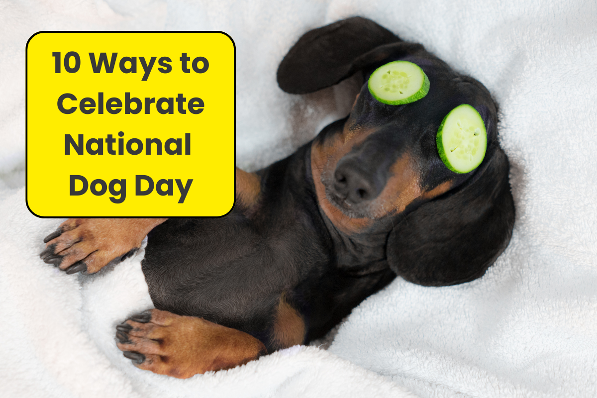 🐕‍🦺 National Dog Day: Celebrating the Pups Who Make Life Better
