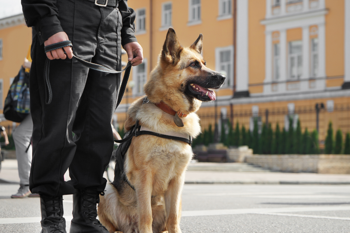 Honoring Our Four-Legged Heroes: Celebrating K9 Veterans Day