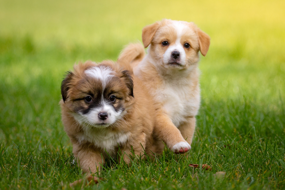 Puppy Love: Celebrating National Puppy Day