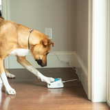iPupPee - Dog Talking Button, Potty Training Device & Medical Alert System for Dog Owners